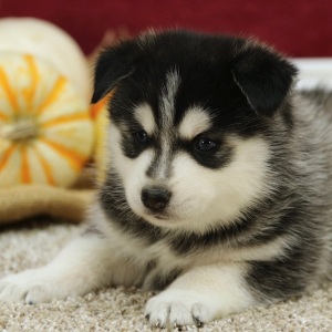 Pomsky Puppy Ryan