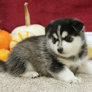 Pomsky Puppy Ryan