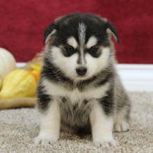 Pomsky Puppy Ryan