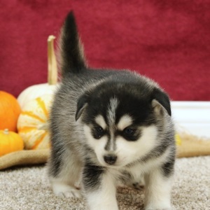 Pomsky Puppy Ryan