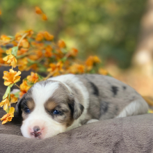 Australian Shepherd Puppy Sookie with a Heart
