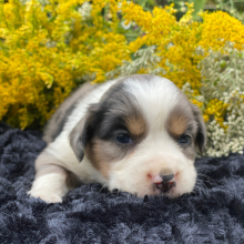 Australian Shepherd Puppy Sookie with a Heart