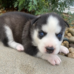 Siberian Husky Puppy Julie