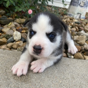 Siberian Husky Puppy Julie