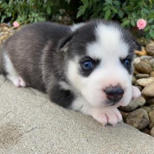 Siberian Husky Puppy Julie
