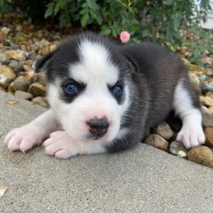 Siberian Husky Puppy Julie