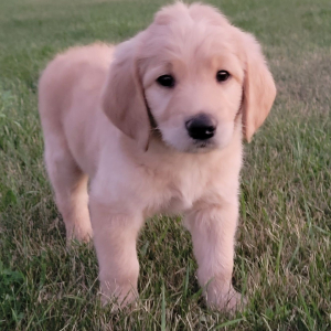 Labradoodle Puppy Mason