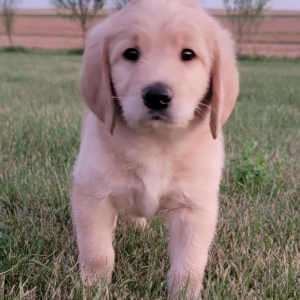 Labradoodle Puppy Mason