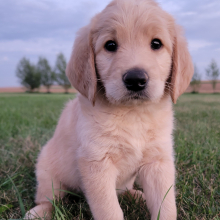 Labradoodle Puppy Mason