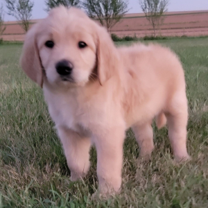 Labradoodle Puppy Mason
