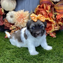 Havanese Puppy Tania