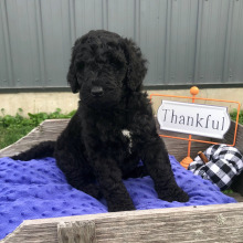 Labradoodle Puppy Ace