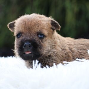 Cairn Terrier Puppy Colt