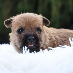 Cairn Terrier Puppy Colt