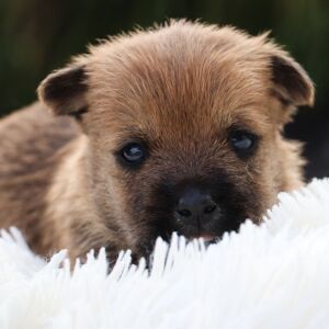 Cairn Terrier Puppy Colt