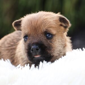 Cairn Terrier Puppy Colt