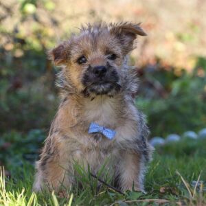 Cairn Terrier Puppy Colt