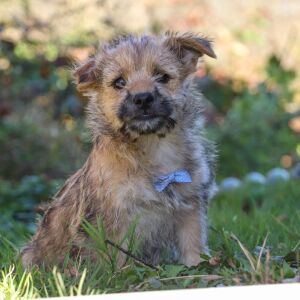 Cairn Terrier Puppy Colt