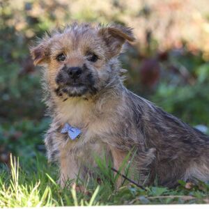 Cairn Terrier Puppy Colt