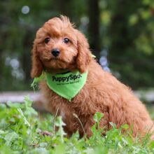 Cavapoo Puppy Riley