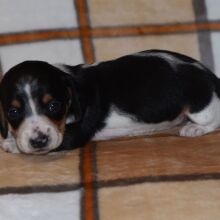Dachshund Puppy Chrissy