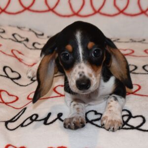 Dachshund Puppy Chrissy