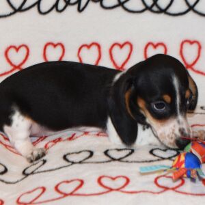 Dachshund Puppy Chrissy