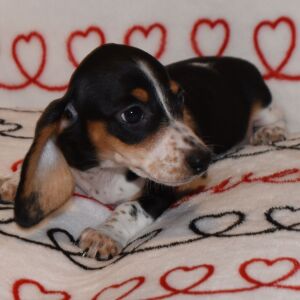 Dachshund Puppy Chrissy