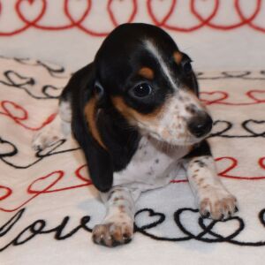 Dachshund Puppy Chrissy