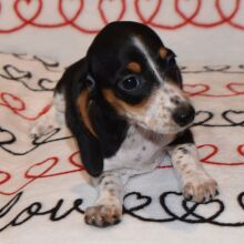 Dachshund Puppy Chrissy