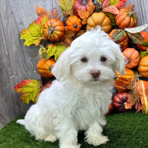 Havanese Puppy Volt