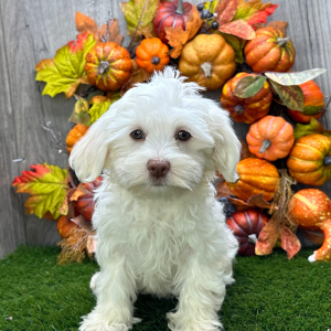Havanese Puppy Volt