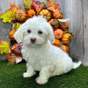 Havanese Puppy Volt