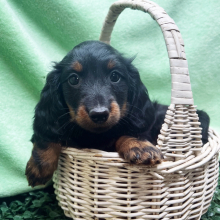 Dachshund Puppy Andre