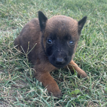 Belgian Malinois Puppy Riley