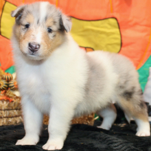 Collie Puppy Jalen