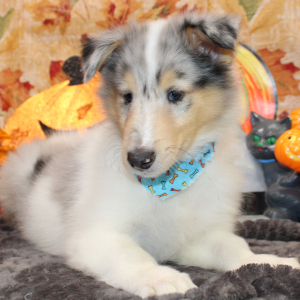 Collie Puppy Jalen