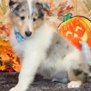 Collie Puppy Jalen