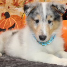 Collie Puppy Jalen