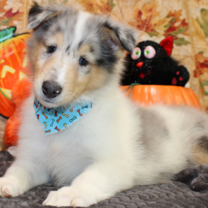 Collie Puppy Jalen