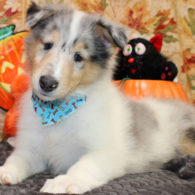 Collie Puppy Jalen
