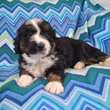 Bernedoodle Puppy Tucker
