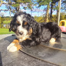 Bernedoodle Puppy Tucker
