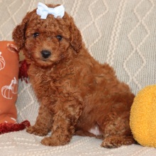 Goldendoodle Puppy Jem