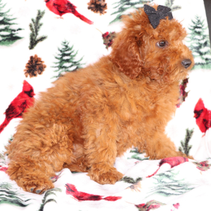 Goldendoodle Puppy Jem