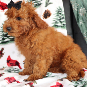 Goldendoodle Puppy Jem