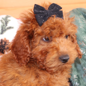 Goldendoodle Puppy Jem