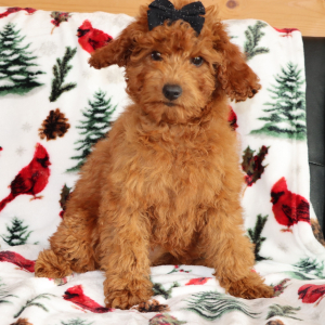 Goldendoodle Puppy Jem