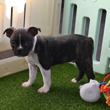 Boston Terrier Puppy Dunkin