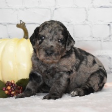 Labradoodle Puppy Gia
